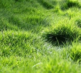 L'Ami des Jardins 1104 QUEL ARROSAGE POUR LES PLANTES ALTERNATIVES AU GAZON ?