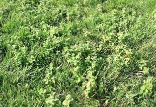 L'Ami des Jardins 1104 ET SI ON PARFUMAIT LA PELOUSE ?
