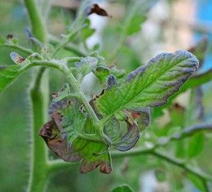 L'Ami des Jardins 1104 DES PIEDS DE TOMATES CARENCÉS