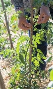 L'Ami des Jardins 1104 Bien conduire les tomates
