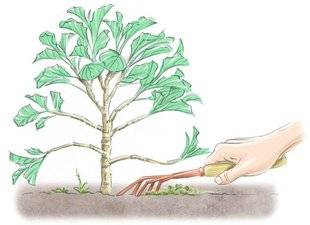 L'Ami des Jardins 1104 Multiplier le chou de Daubenton