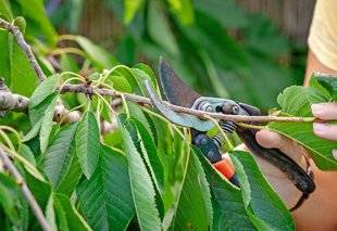 L'Ami des Jardins 1104 Pourquoi tailler les cerisiers maintenant ?