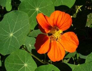 L'Ami des Jardins 1104 DES CAPUCINES GRATUITES