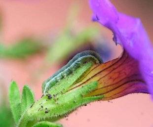 L'Ami des Jardins 1104 DES FEUILLES DE PÉTUNIAS DÉVORÉES