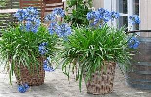 L'Ami des Jardins 1104 DES AGAPANTHES BELLES TOUTE L'ANNÉE