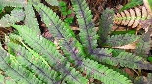 L'Ami des Jardins 1104 DES FEUILLES COUVERTES D'UN FEUTRAGE NOIR
