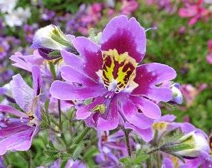L'Ami des Jardins 1104 Semer l'orchidée du pauvre