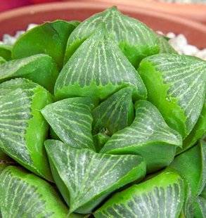 L'Ami des Jardins 1104 DES PLANTES SANS SOIF