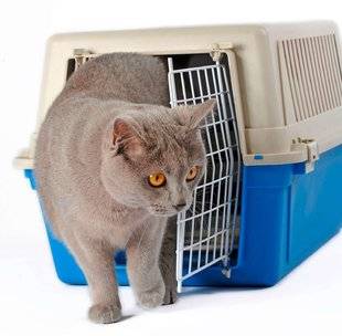 L'Ami des Jardins 1104 Comment transporter son chat