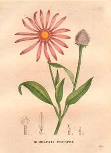 L'Ami des Jardins 1104 L'échinacée pourpre