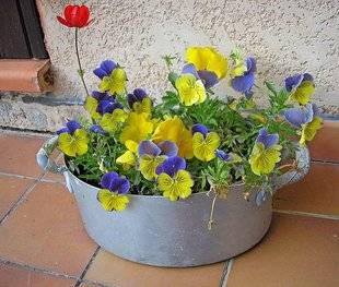 L'Ami des Jardins 1104 PETIT MIJOTÉ DE FLEURS
