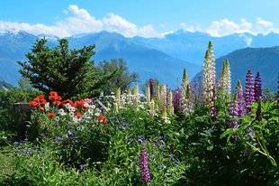 L'Ami des Jardins 1104 VOS PLUS BEAUX JARDINS