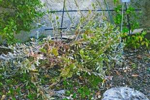 L'Ami des Jardins 1104 Notre Convolvulus est mal en point