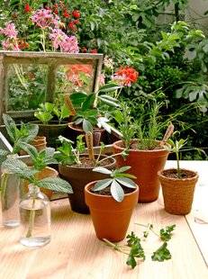 L'Ami des Jardins 1105 Le jeu préféré des jardiniers