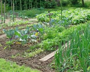 L'Ami des Jardins 1105 Enchaînement de cultures très bénéfique