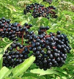 L'Ami des Jardins 1105 ON COMMENCE PAR LES ARBUSTES FACILES