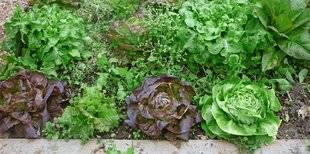 L'Ami des Jardins 1105 POURQUOI MES LAITUES NE LÈVENT PAS ?