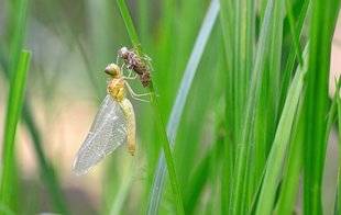 L'Ami des Jardins 1105 Enfin des ailes