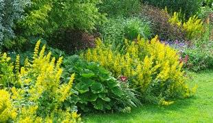 L'Ami des Jardins 1105 Tout l'or des lysimaques
