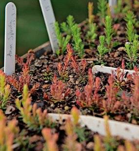 L'Ami des Jardins 1105 LES PLANTES À FLEURS AUSSI