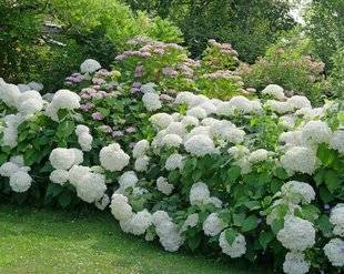 L'Ami des Jardins 1105 'Annabelle' l'hortensia pluviomètre !