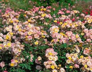 L'Ami des Jardins 1105 Un rosier couvre-sol très résistant