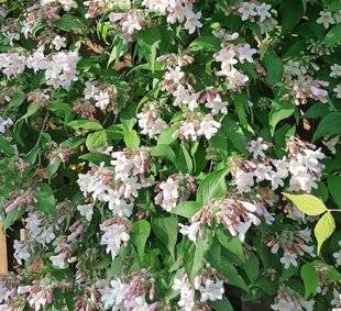 L'Ami des Jardins 1105 Petits soins de beauté pour le kolkwitzia