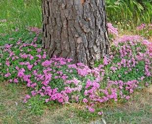 L'Ami des Jardins 1105 DES OXALIS AU PIED DES ARBRES