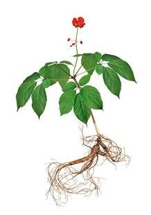 L'Ami des Jardins 1105 Le ginseng aphrodisiaque