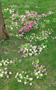 L'Ami des Jardins 1105 DES PRIMEVÈRES SUR TAPIS VERT