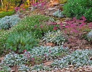 L'Ami des Jardins 1105 L'oreille d'ours parfaite en couvre-sol