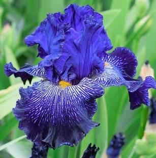 L'Ami des Jardins 1105 Les nouveaux iris