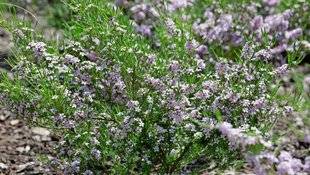 L'Ami des Jardins 1105 UNE BONNE TAILLE POUR LA DIOSMÉE