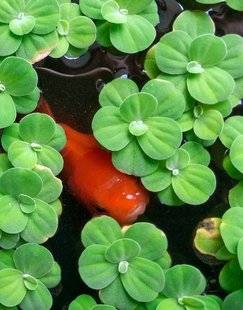 L'Ami des Jardins 1105 UN POISSON DANS MA BARRIQUE