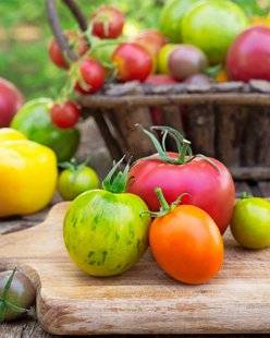 L'Ami des Jardins 1105 Les tomates stars incontestées de la saison