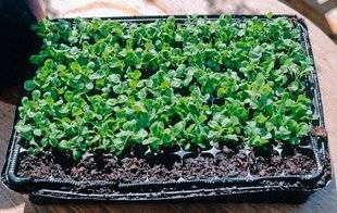 L'Ami des Jardins 1105 Savez-vous planter en bouchons ?