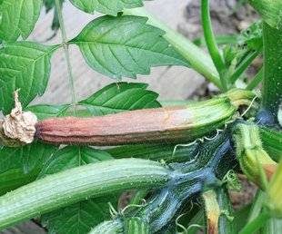 L'Ami des Jardins 1105 DES COURGETTES ATROPHIÉES ET DESSÉCHÉES