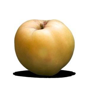 L'Ami des Jardins 1105 'CALVILLE BLANCHE D'ÉTÉ', UNE DÉLICIEUSE POMME DE SAISON