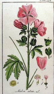 L'Ami des Jardins 1105 Jamais assez de MALVACÉES