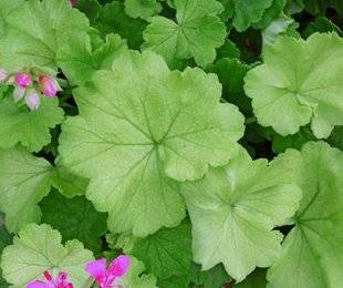 L'Ami des Jardins 1105 LA CHLOROSE DES PÉLARGONIUMS