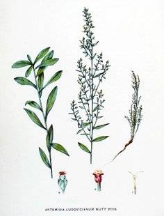L'Ami des Jardins 1105 L'armoise de Louisiane