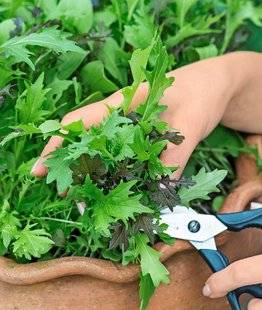 L'Ami des Jardins 1105 DES SALADES JUSQU'AUX GELÉES