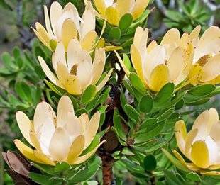 L'Ami des Jardins 1105 CONNAISSEZ-VOUS LE LEUCADENDRON ?