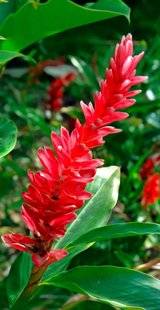 L'Ami des Jardins 1105 Le gingembre rouge, spectaculaire