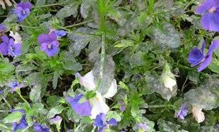 L'Ami des Jardins 1105 DU BLANC SUR LES SEMIS DE VIOLETTES