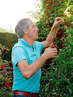 L'Ami des Jardins 1105 Sous l'ombre dense d'un platane