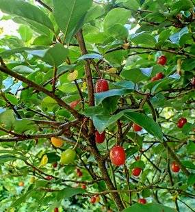 L'Ami des Jardins 1105 Puis-je manger les fruits de mon ch ale f ?