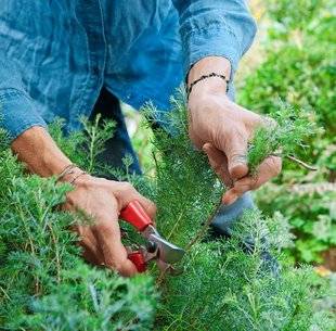 L'Ami des Jardins 1105 Multiplier une armoise arbustive