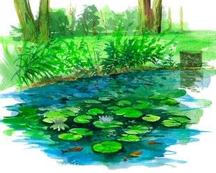 L'Ami des Jardins 1105 Autour de la mare, toute une faune