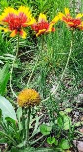 L'Ami des Jardins 1105 RARETÉ VÉGÉTALE